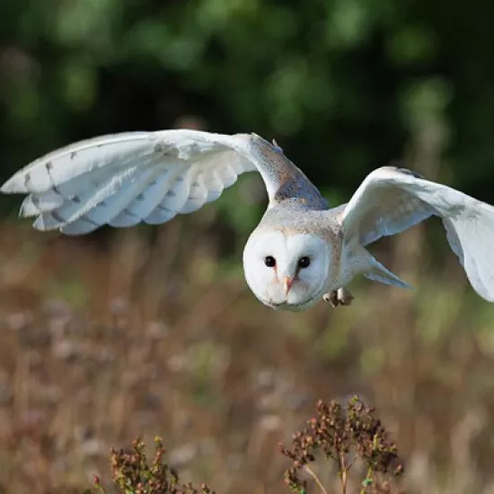 Barn Owl