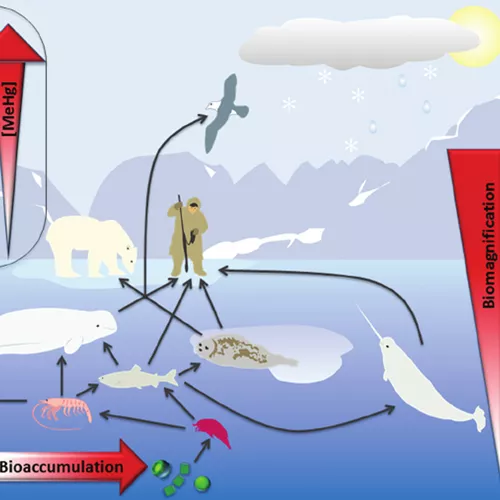 GGR383H5 Contaminants in the Environment